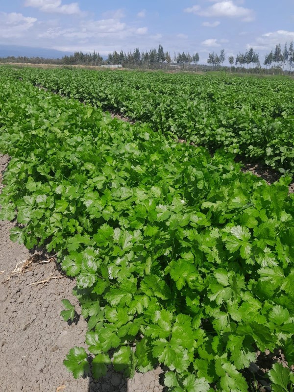 CORIANDER from Kenya